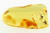 Two Detailed Fossil Fungus Gnats (Mycetophilidae) In Baltic Amber #284546-1